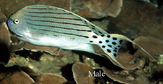  Genicanthus takeuchii (Spotted Angelfish, Takeuchi's Angelfish)